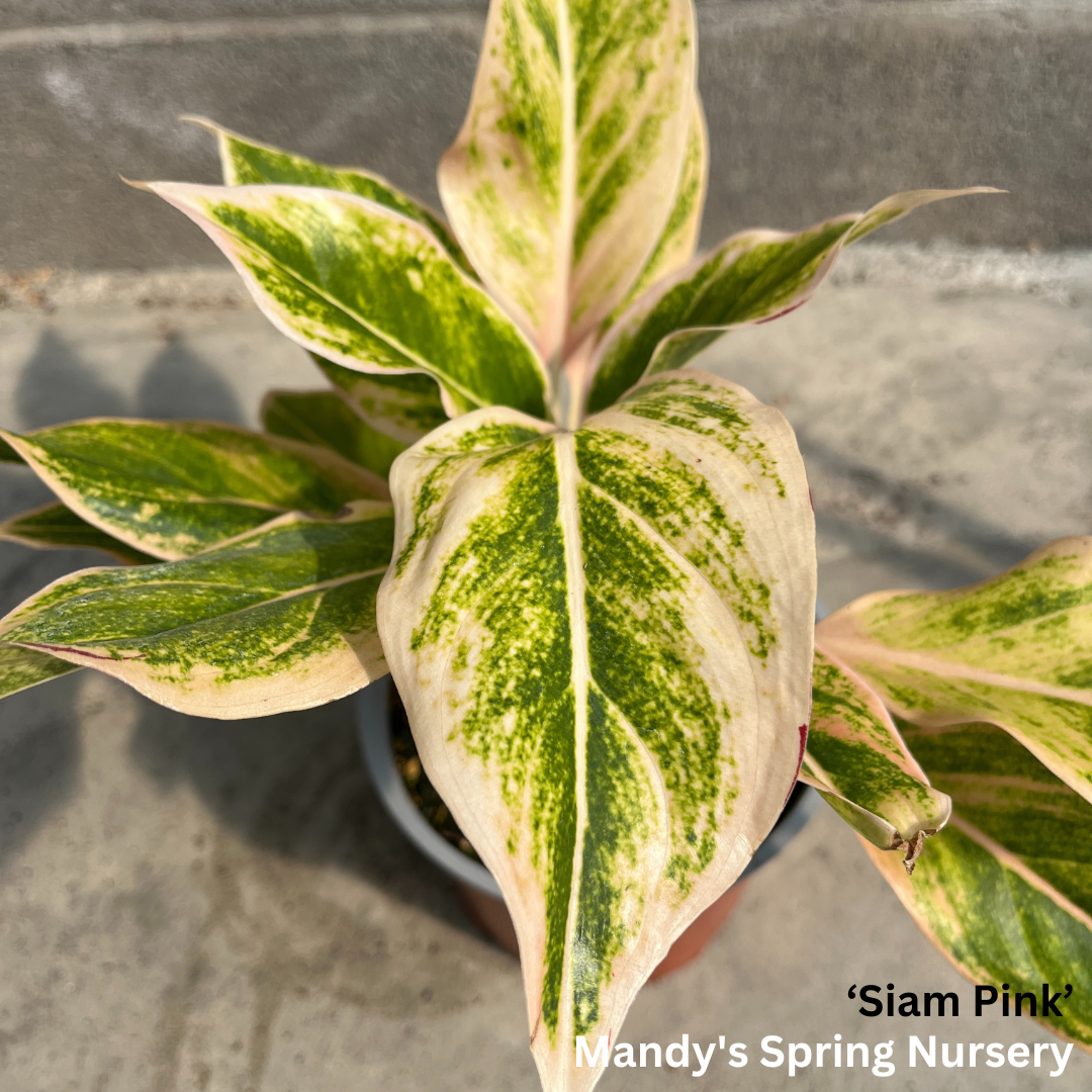 'Lucky Plant' | Aglaonema