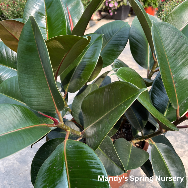 where to buy a rubber tree 10p! Ficus elastica Burgundy BUSH/ RubberTree /Tropical