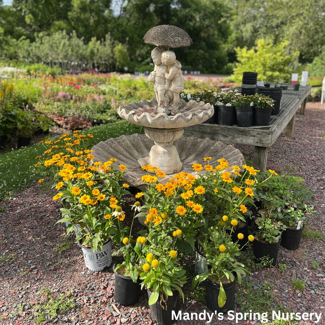 'Tuscan Sun' False Sunflower | Heliopsis helianthoides