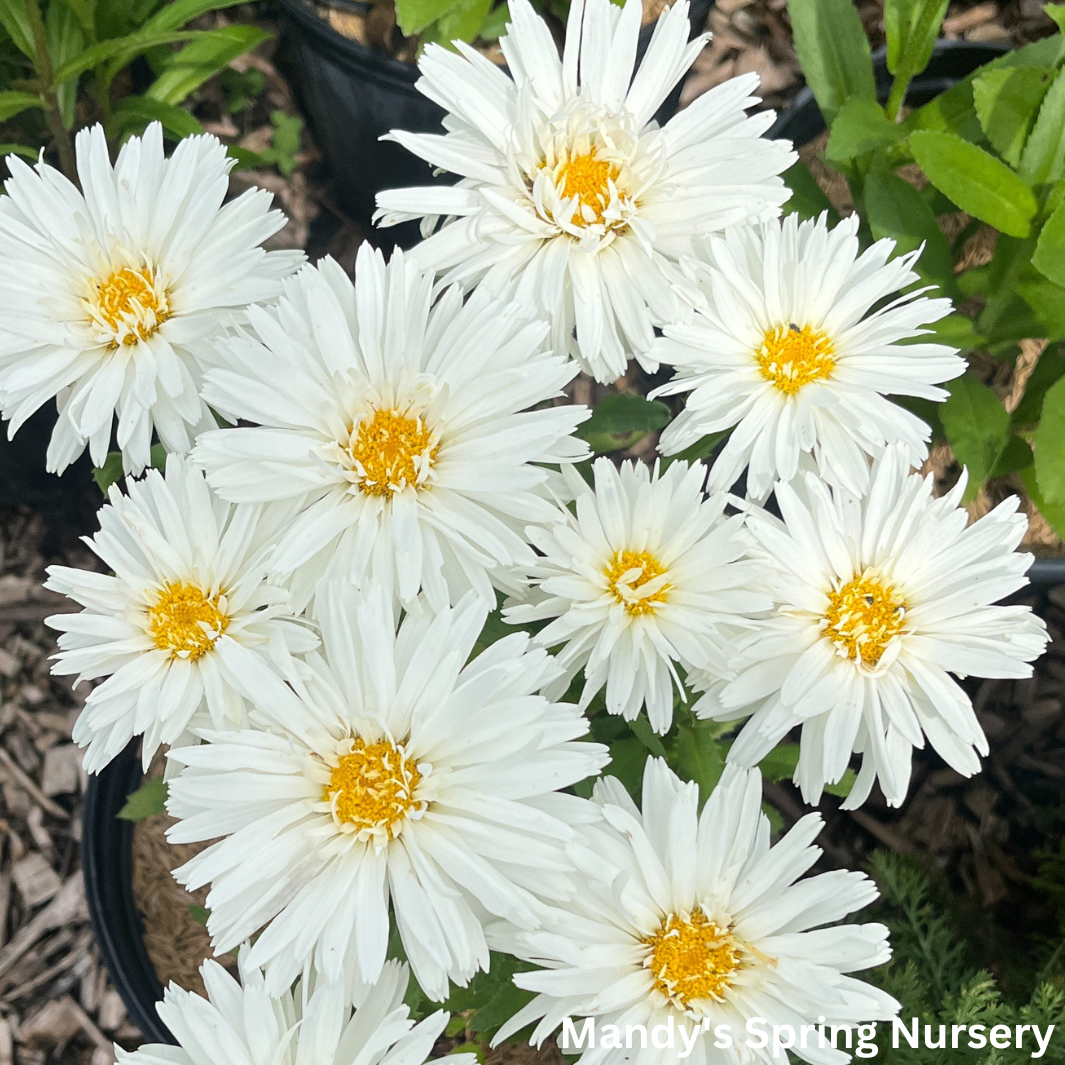 Mandy Raffles Daisy ‘Crazy Daisy’ Shasta Daisy | Leucanthemum x superbum 'Mt. Hood' – Mandy ...