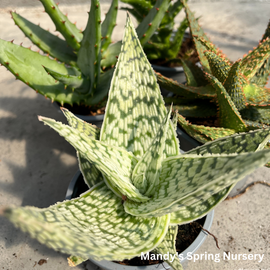 Aloe Vera | Aloe barbadensis miller