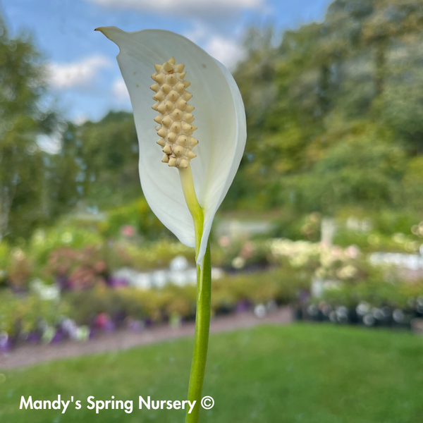hybrid peace lily 10p! Spathiphyllum/Peace Lily /Tropical