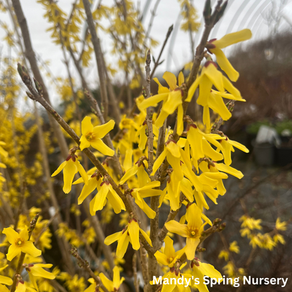 Northern Gold Forsythia