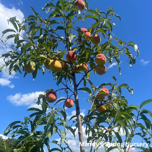 Contender Yellow Peach | Prunus persica 'Contender'