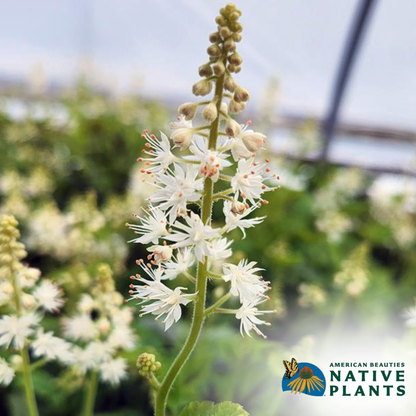 Running Tapestry Foam Flower | Tiarella cordifolia