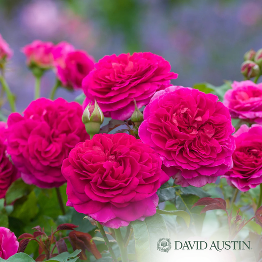 Gabriel Oak Rose | Rosa