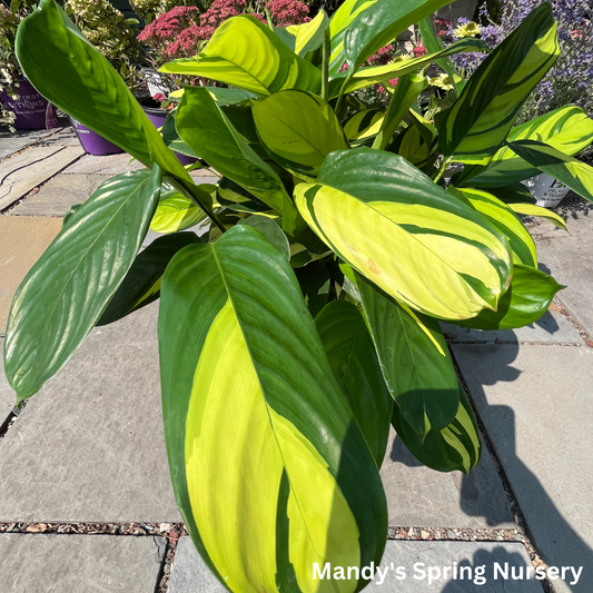 Ctenanthe Pilosa Golden Mosaic