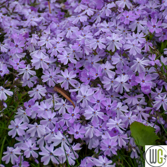 'Blue Emerald' Creeping Phlox | Phlox subulata