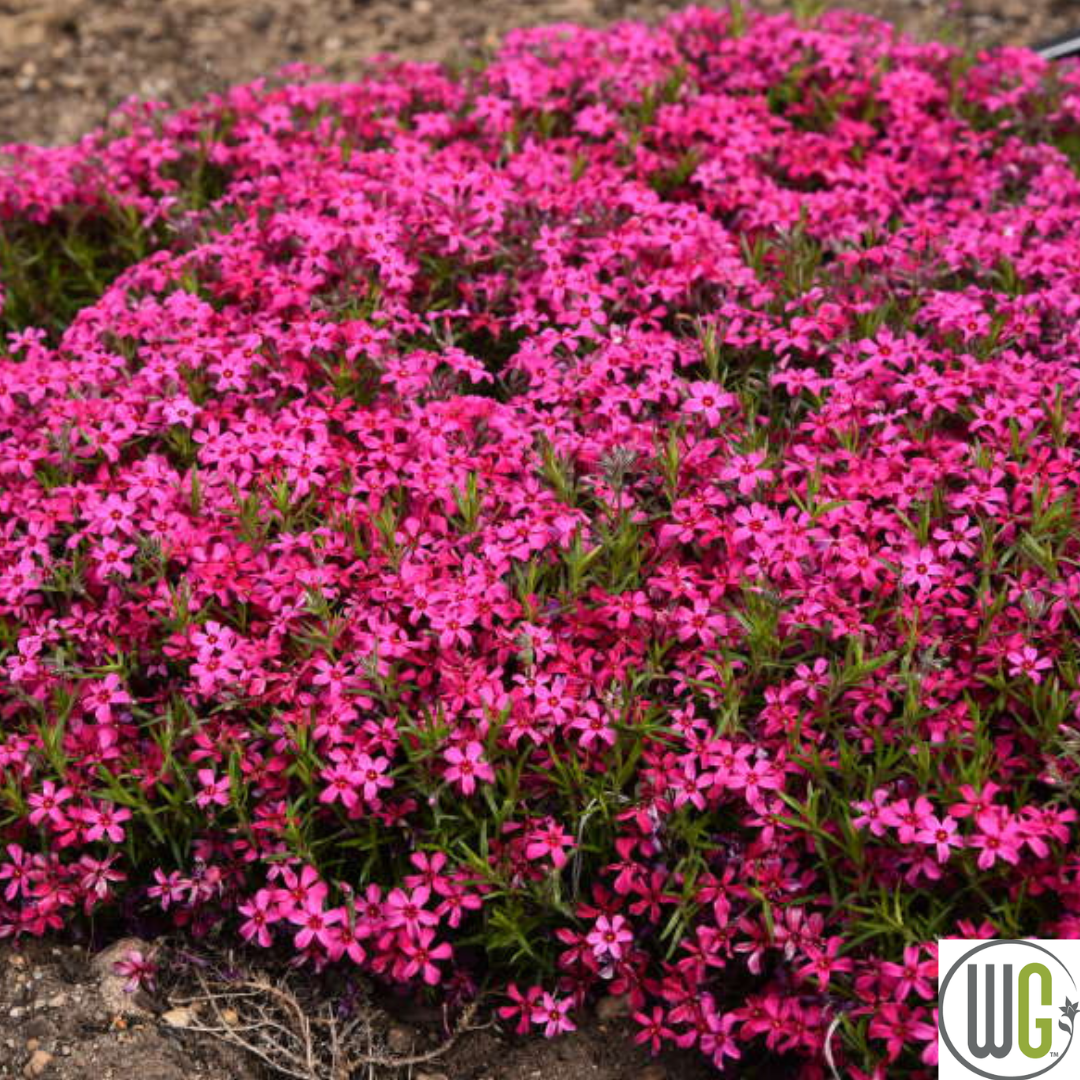 'Red Wing' Creeping Phlox | Phlox subulata