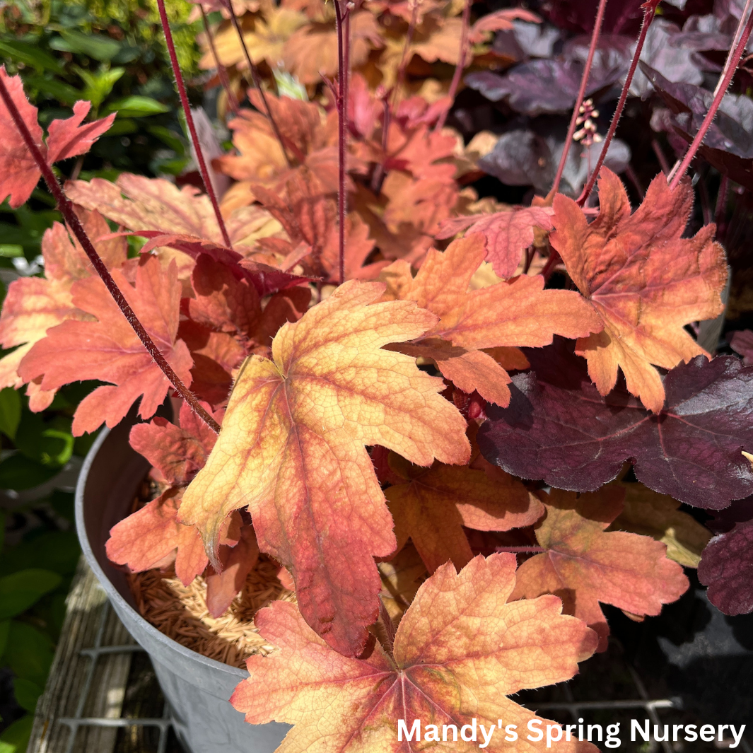 'Sweet Tea' Foamy Bells | Heucherella 'Sweet Tea'