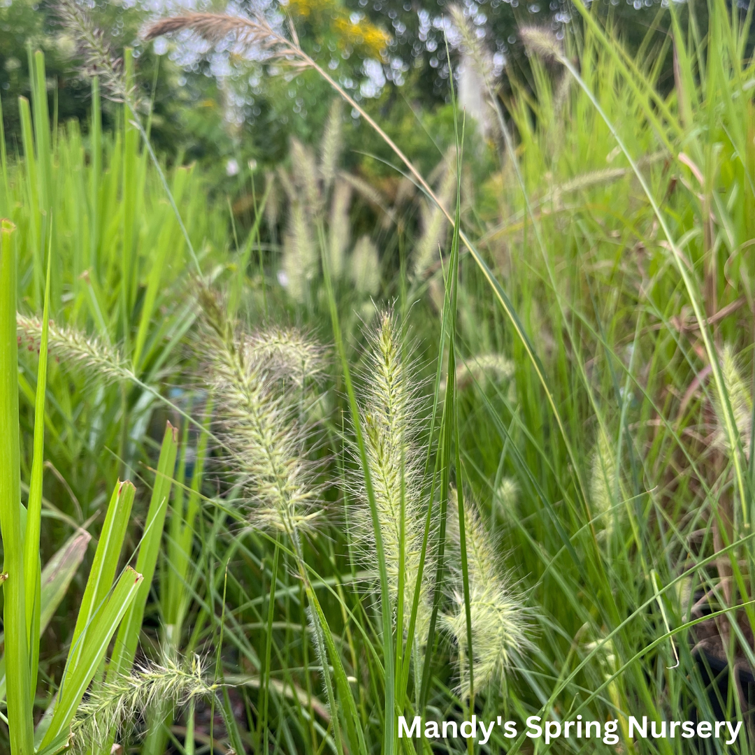 Piglet Fountain Grass | Pennisetum alopecuroides