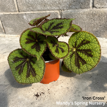 Painted Leaf Begonia | Begonia rex-cultorum