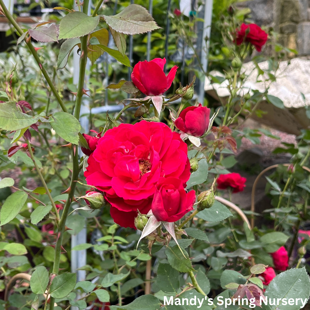 Ramblin' Red Rose Climbing Rose | Rosa – Mandy Spring Farm Nursery, Inc.