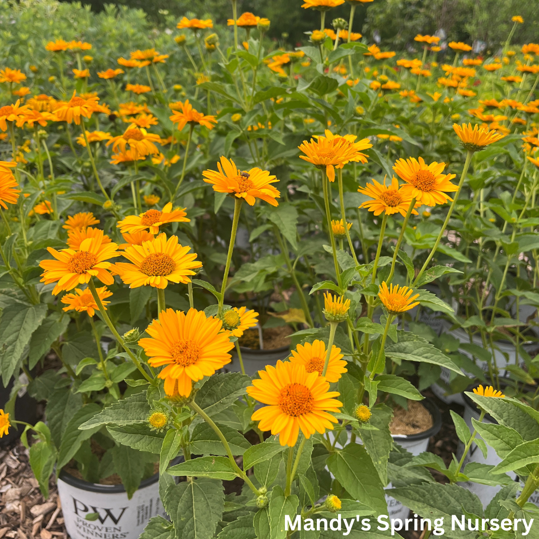 'Tuscan Sun' False Sunflower | Heliopsis helianthoides