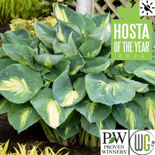 'Hudson Bay' Hosta