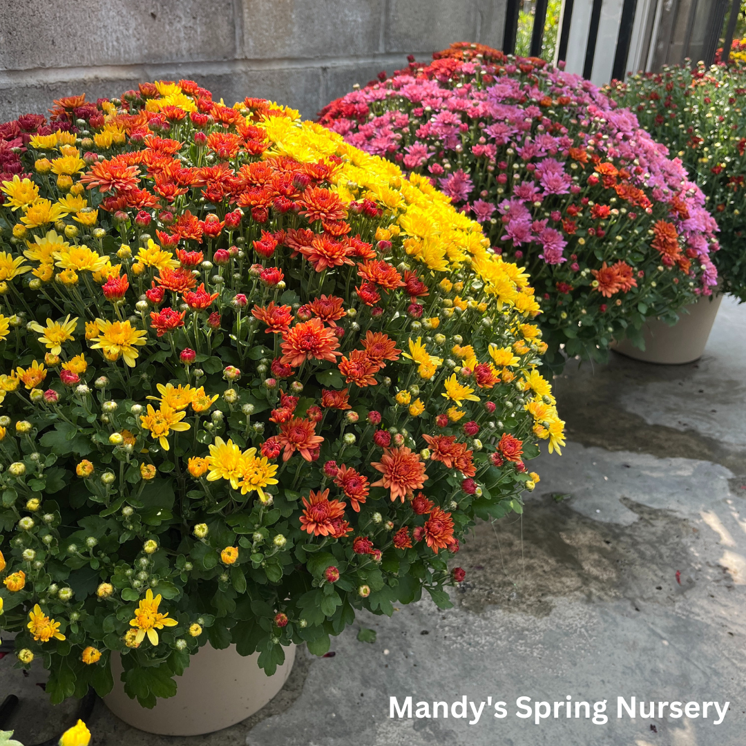 Assorted Fall Mums & Kale