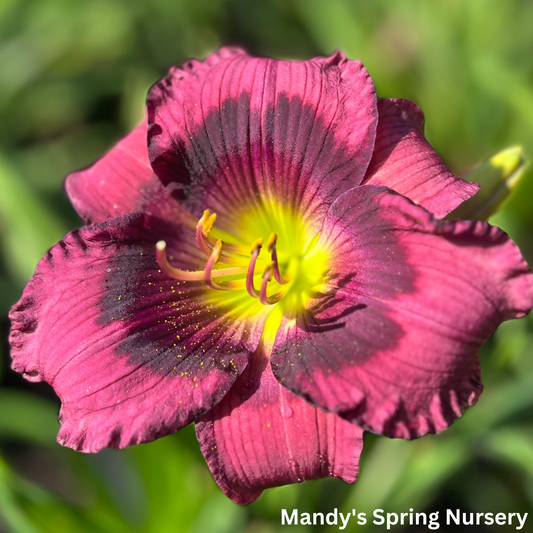 'Kansas Kitten' Reblooming Daylily | Hemerocallis 'Kansas Kitten'