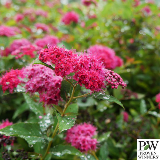 Double Play Doozie® Spirea | Spiraea japonica 'Doozie'