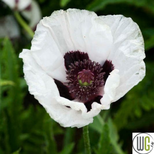 'Royal Wedding' Oriental Poppy | Papavar orientalis