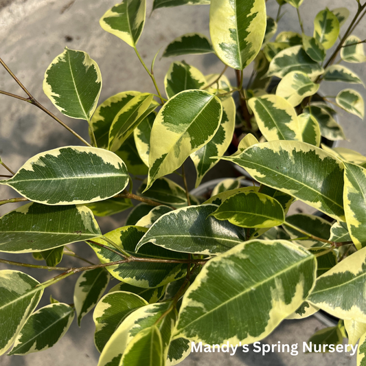 'Samantha' Weeping Fig - Ficus benjamina