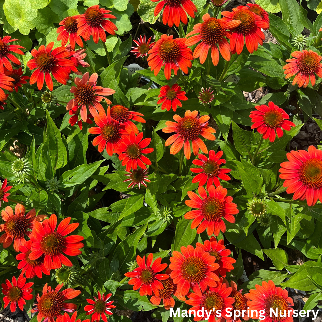 'Sombrero® Fiesta Orange' Coneflower | Echinacea x hybrida