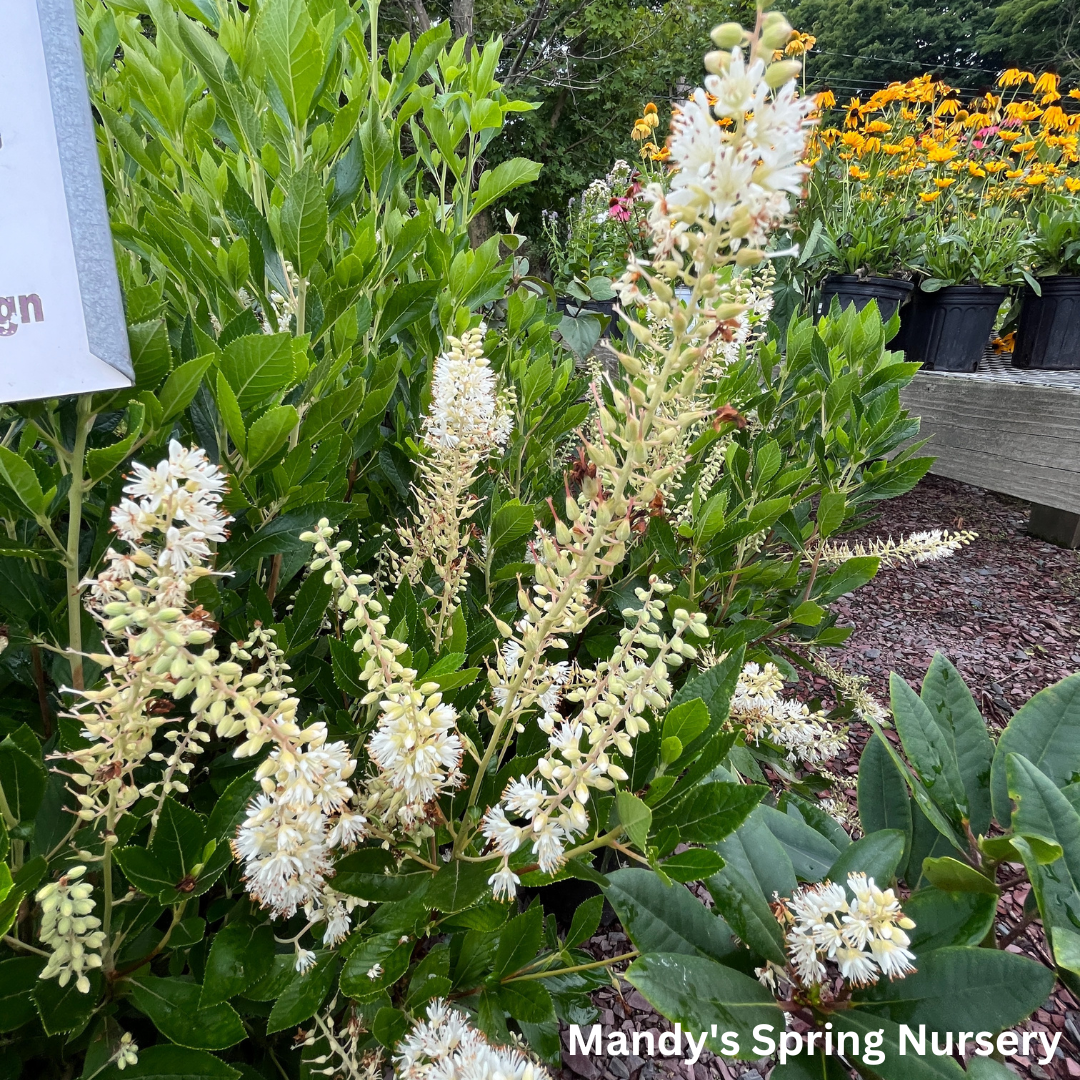 Hummingbird Summersweet | Clethra alnifolia