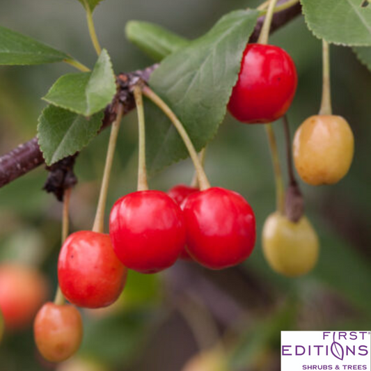Sweet Cherry Pie Cherry Tree | Prunus cerasus 'Eubank'