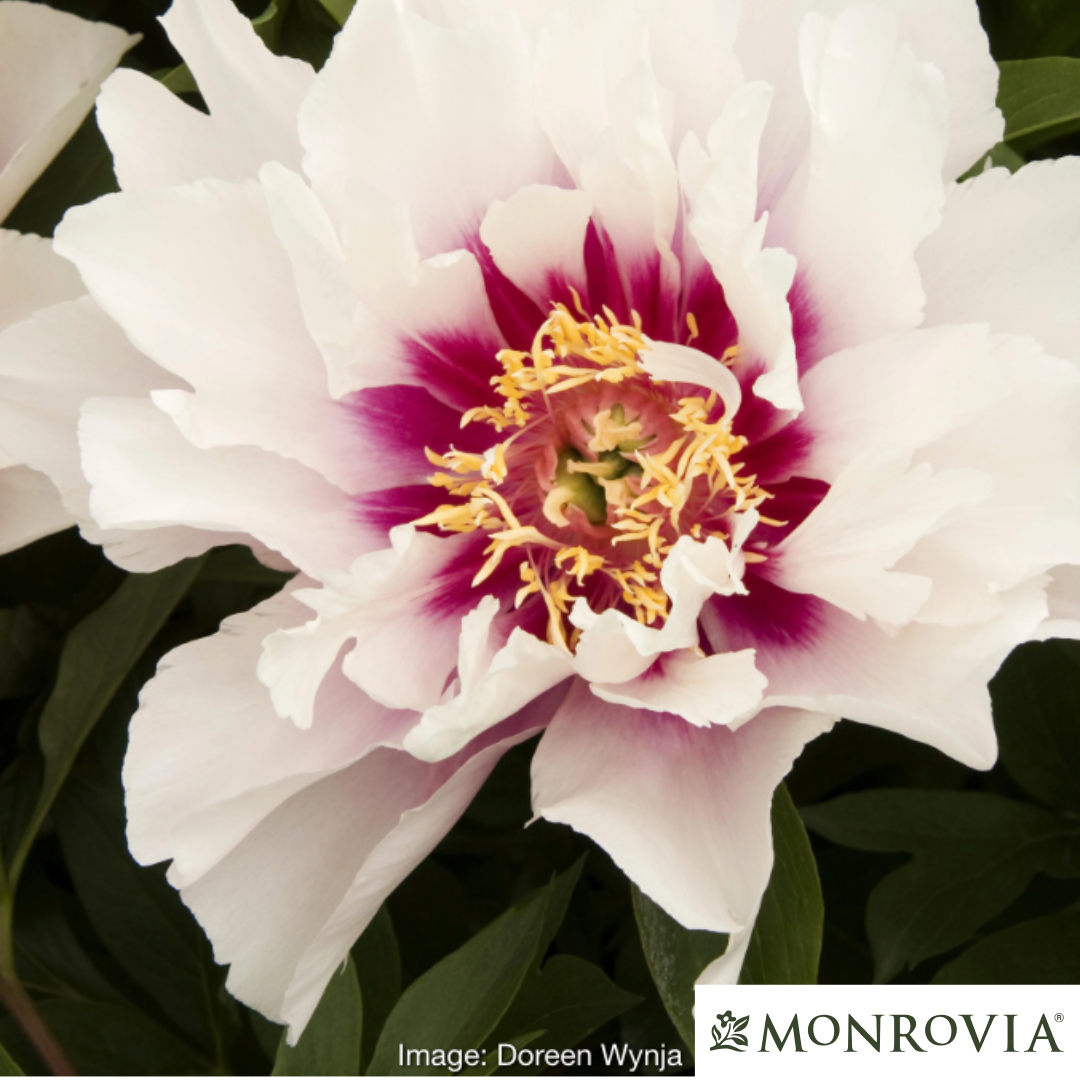 Cora Louise Itoh Peony | Paeonia