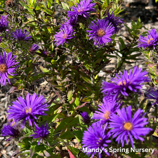 Grape Crush New England Aster | Aster novae-angliae