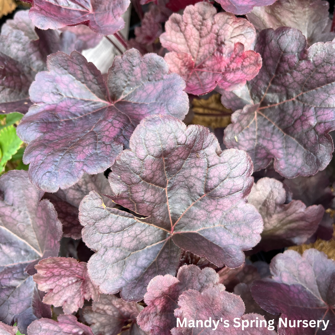 'Grape Expectations' Coral Bells | Heuchera