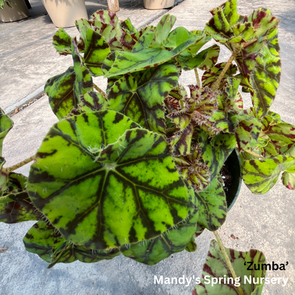 Painted Leaf Begonia | Begonia rex-cultorum