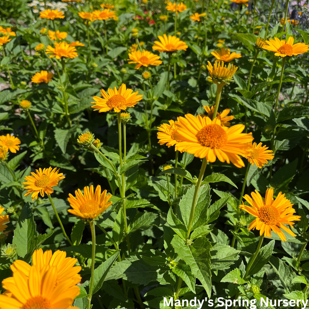 'Tuscan Sun' False Sunflower | Heliopsis helianthoides