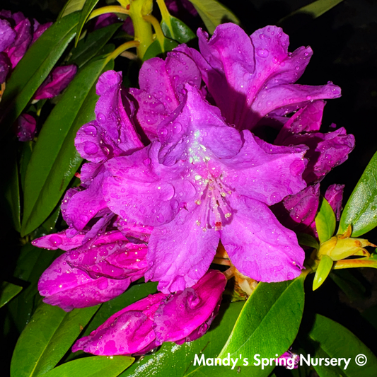 'Purple Passion' Rhododendron | Rhododendron 'Purple Passion'
