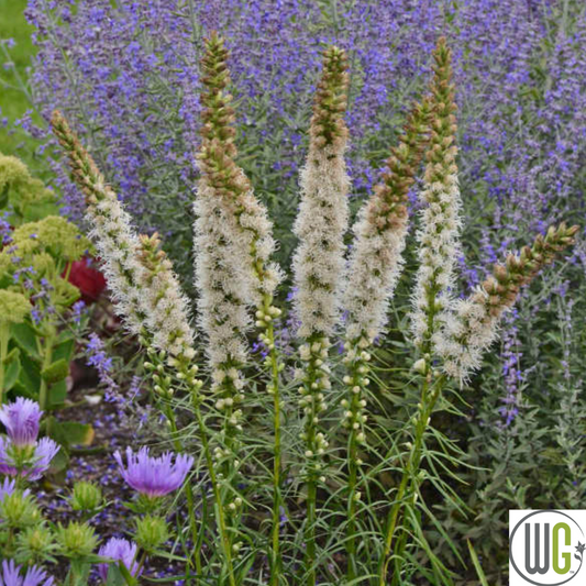 'Floristan White' Gayfeather | Liastris spicata