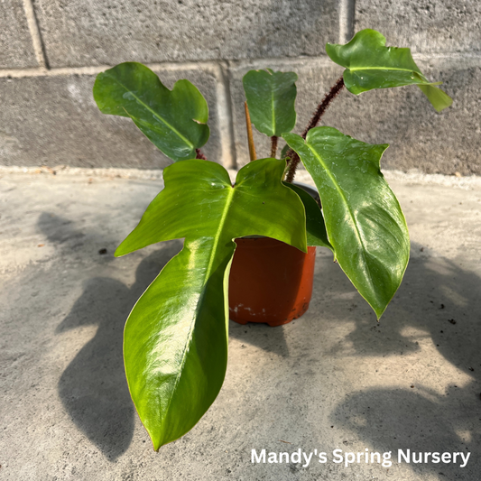 Hairy Philodendron | Philodendron squamiferum