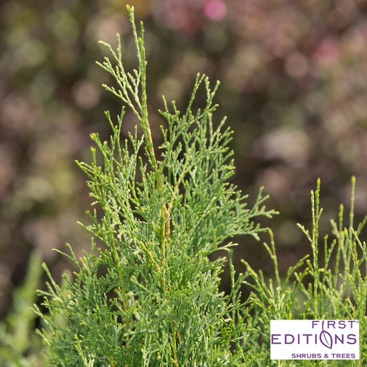 Tall Guy® Arborvitae | Thuja occidentalis
