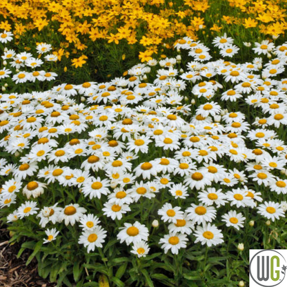 'Snowcap' Shasta Daisy | Leucanthemum 'Snowcap'