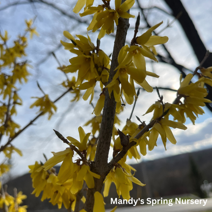 Northern Gold Forsythia