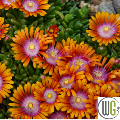 Fire Spinner®' Hardy Ice Plant | Delosperma