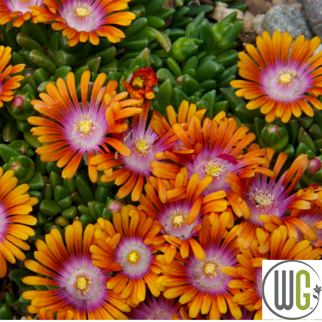 'Fire Spinner®' Hardy Ice Plant | Delosperma