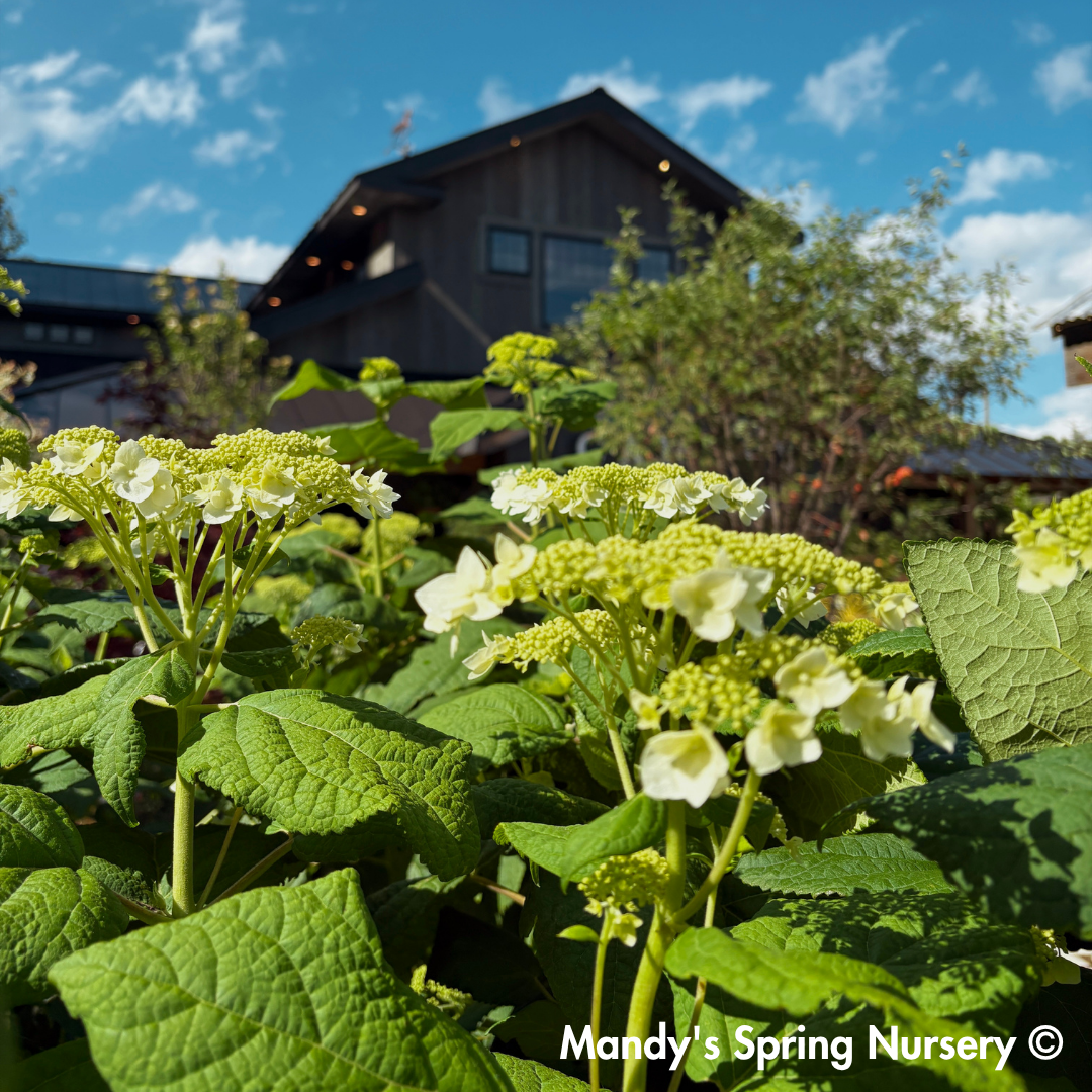 'Haas Halo' Hydrangea | Hydrangea Arborescens