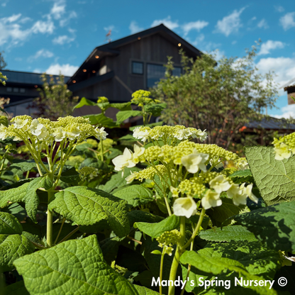 'Haas Halo' Hydrangea | Hydrangea Arborescens