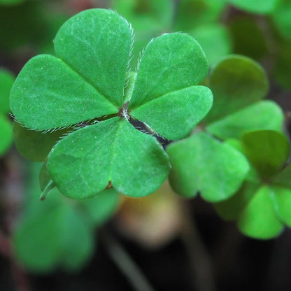 Garden in a Bag Good Luck Clover | Wedding & Graduation