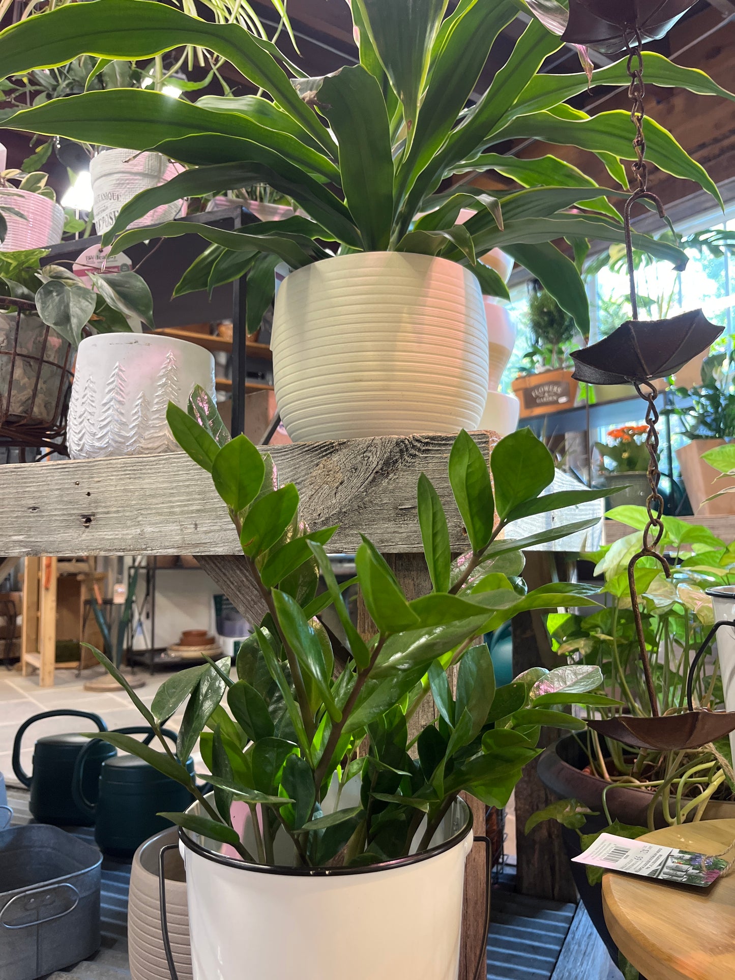 Mandy's Indoor Plants