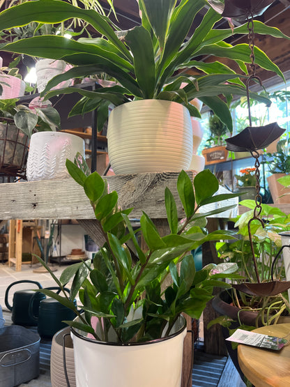 Mandy's Indoor Plants