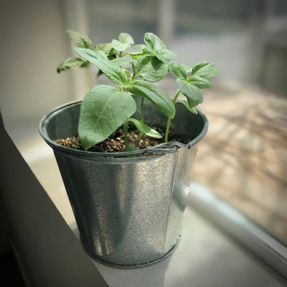 Garden in a Pail Mini Sunflowers | Summer & Fall Flowers