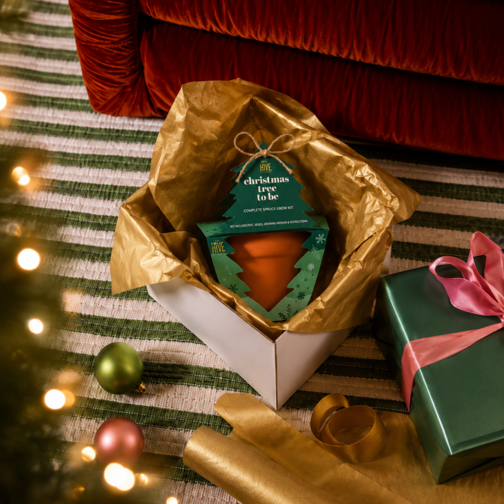 Holiday Spruce Tree Grow Kit | Christmas Tree | Indoor Gift