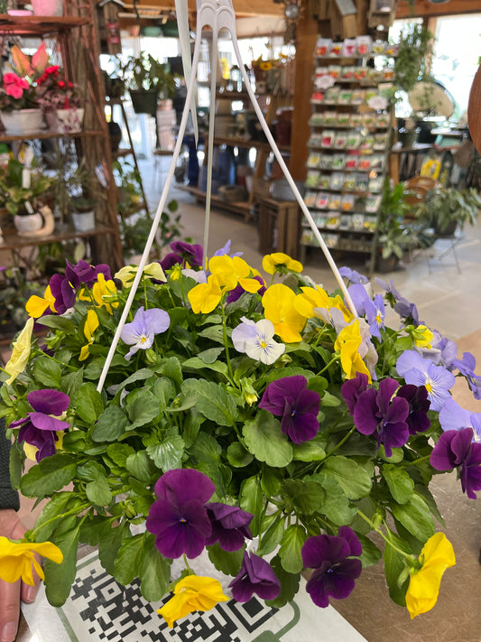 Annual Pansy