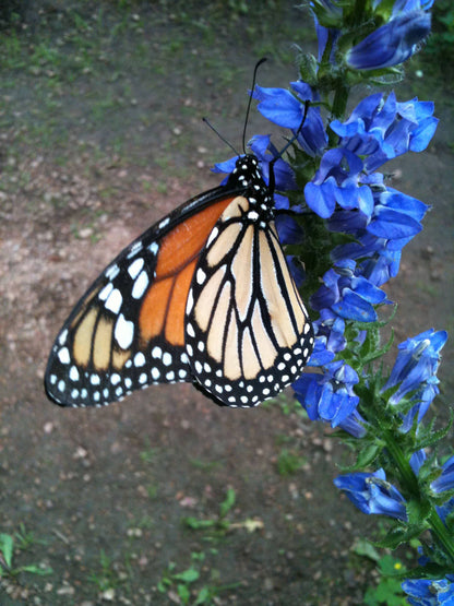Garden Sprinkles | Monarch Butterfly Flower Garden | Spring