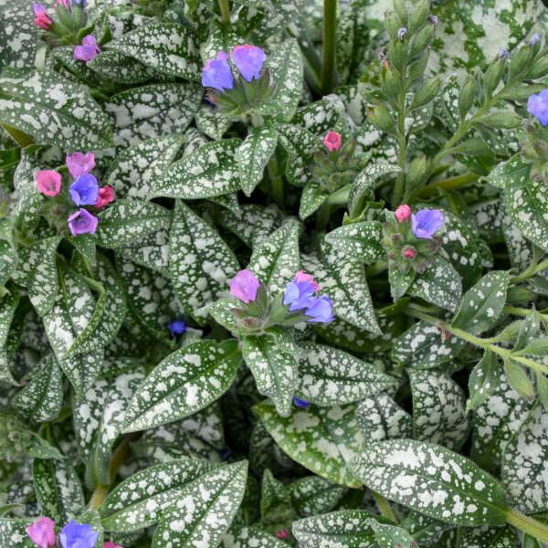 'Pink-a-Blue' Lungwort | Pulmonaria